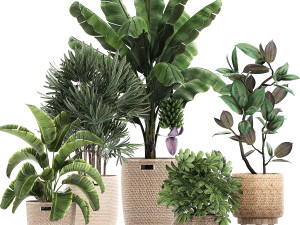 ornamental plants in a rattan basket 780 3D Model