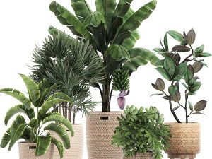 plantas ornamentais em cesto de vime 780 Modelo 3D