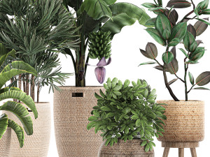 ornamental plants in a rattan basket 780 3Dモデル