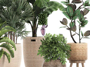 ornamental plants in a rattan basket 780 3D Model