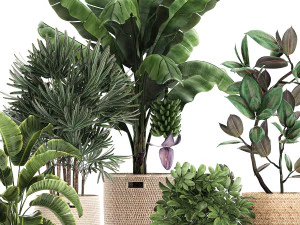 ornamental plants in a rattan basket 780 3D Model