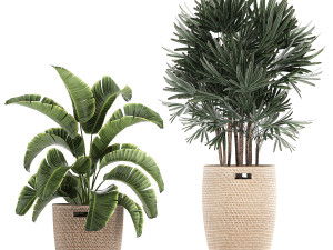 ornamental plants in a rattan basket 780 3Dモデル