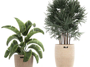 ornamental plants in a rattan basket 780 3D Model