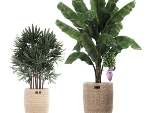 ornamental plants in a rattan basket 780 3Dモデル