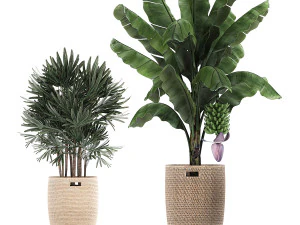 ornamental plants in a rattan basket 780 3D Model