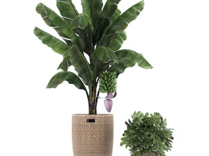 ornamental plants in a rattan basket 780 3D Model