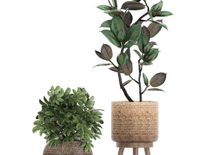 ornamental plants in a rattan basket 780 3D Model