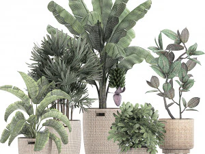 ornamental plants in a rattan basket 780 3D Model