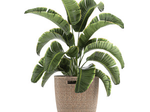 ornamental plants in a rattan basket 780 3Dモデル