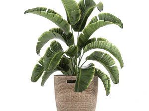 ornamental plants in a rattan basket 780 3D Model