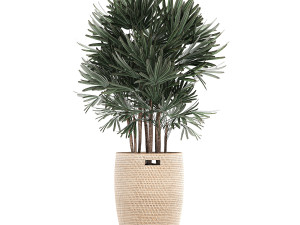 ornamental plants in a rattan basket 780 3Dモデル