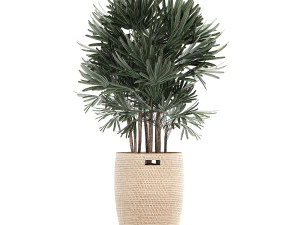 ornamental plants in a rattan basket 780 3D Model