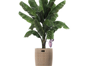 ornamental plants in a rattan basket 780 3Dモデル