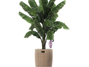 ornamental plants in a rattan basket 780 3D Model