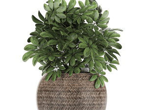 ornamental plants in a rattan basket 780 3Dモデル