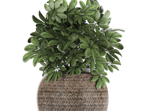ornamental plants in a rattan basket 780 3D Model