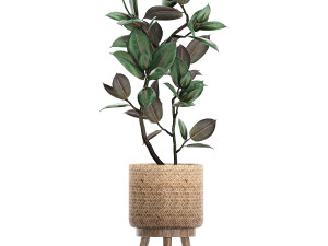 ornamental plants in a rattan basket 780 3Dモデル