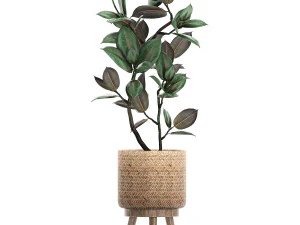ornamental plants in a rattan basket 780 3D Model