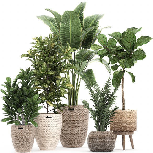 ornamental plants in a rattan baskets 781 3D Model .c4d .max .obj .3ds .fbx .stl .blend 