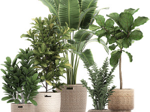ornamental plants in a rattan baskets 781 3D Model