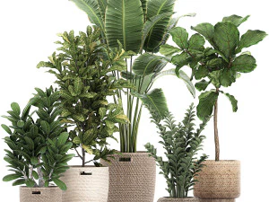 plantas ornamentais em cestos de vime 781 Modelo 3D