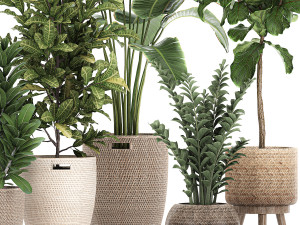 ornamental plants in a rattan baskets 781 3D Model