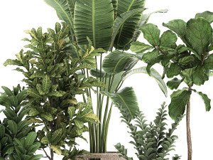 ornamental plants in a rattan baskets 781 3D Model