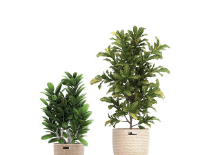 ornamental plants in a rattan baskets 781 3D Model