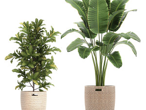ornamental plants in a rattan baskets 781 3D Model