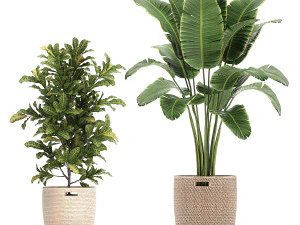 ornamental plants in a rattan baskets 781 3D Model