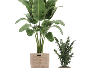 ornamental plants in a rattan baskets 781 3D Model