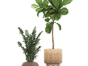ornamental plants in a rattan baskets 781 3D Model
