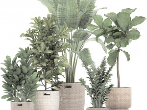 ornamental plants in a rattan baskets 781 3D Model