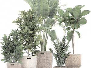 ornamental plants in a rattan baskets 781 3D Model