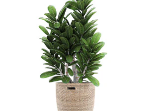 ornamental plants in a rattan baskets 781 3D Model