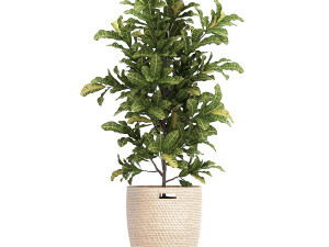 ornamental plants in a rattan baskets 781 3D Model