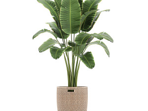 ornamental plants in a rattan baskets 781 3D Model