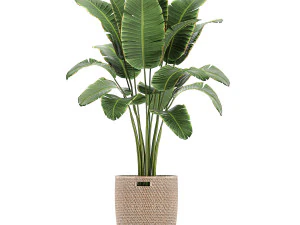 ornamental plants in a rattan baskets 781 3D Model