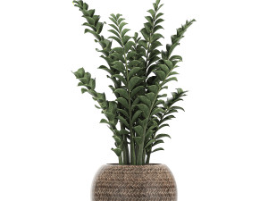ornamental plants in a rattan baskets 781 3D Model