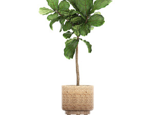 ornamental plants in a rattan baskets 781 3D Model