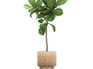 ornamental plants in a rattan baskets 781 3D Model