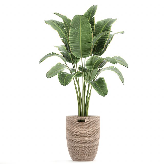banana palm in a rattan basket 782 Modèle 3D .c4d .max .obj .3ds .fbx .stl .blend 