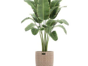 籐のバスケットに入ったバナナヤシ 782 3Dモデル