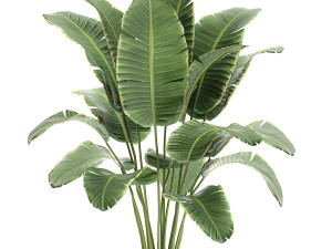 banana palm in a rattan basket 782 Modèle 3D