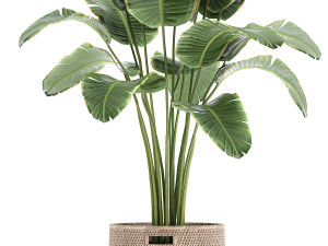 banana palm in a rattan basket 782 Modèle 3D