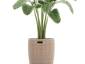 banana palm in a rattan basket 782 Modèle 3D