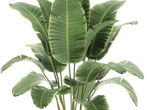 banana palm in a rattan basket 782 Modèle 3D