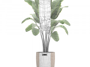banana palm in a rattan basket 782 Modèle 3D