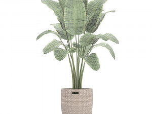 banana palm in a rattan basket 782 Modèle 3D