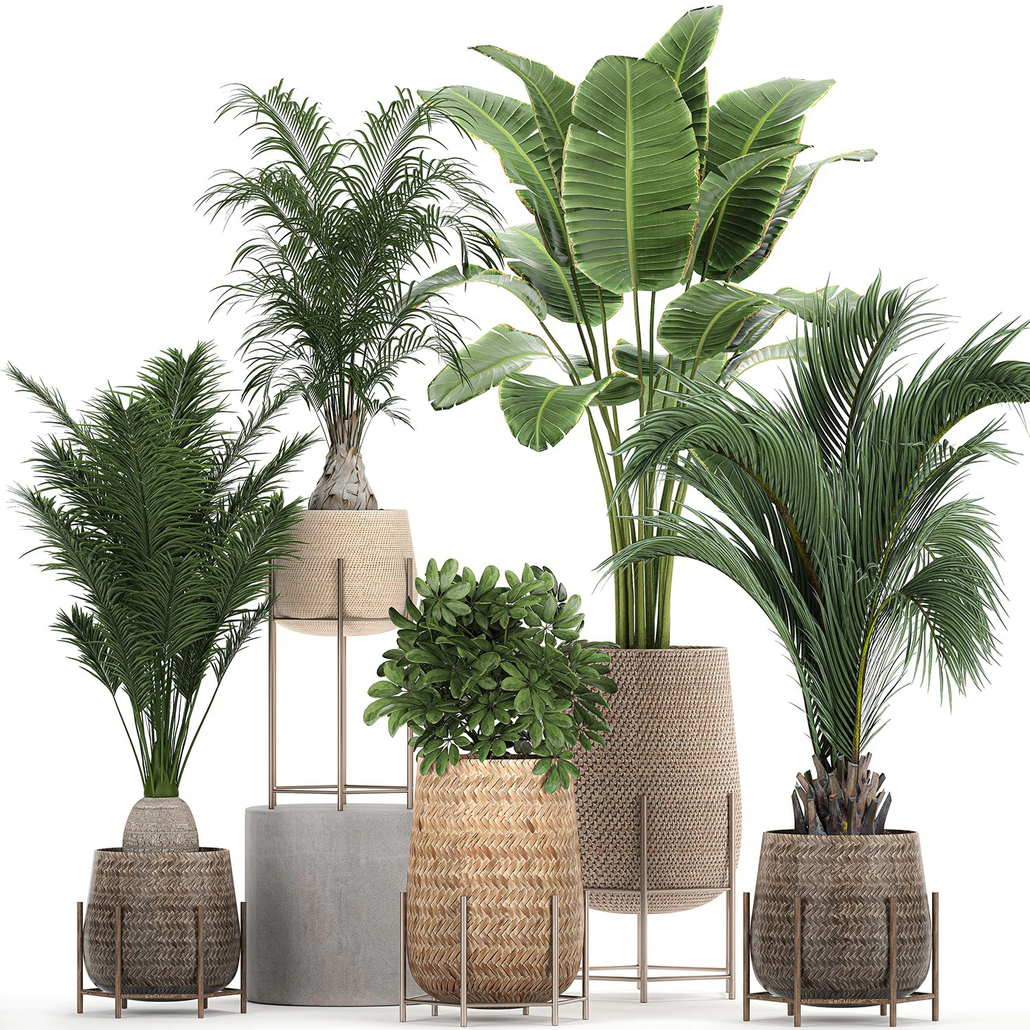 ornamental plants in a rattan baskets 783 3D Model .c4d .max .obj .3ds .fbx .stl .blend 